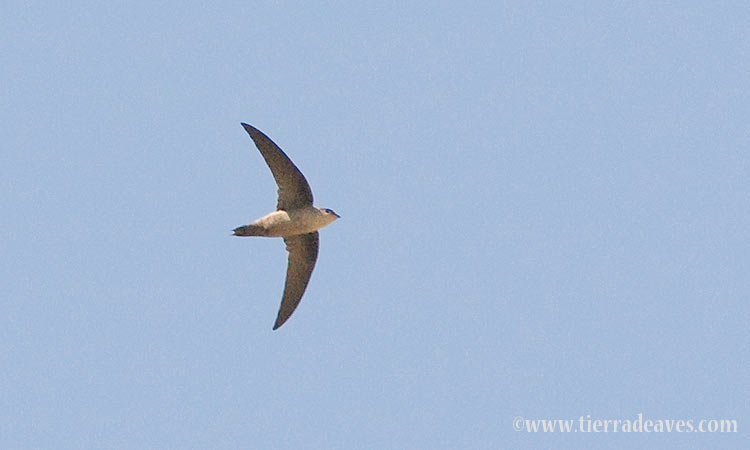 Photo (1): Vaux's Swift