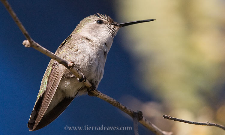 Photo (2): Costa's Hummingbird