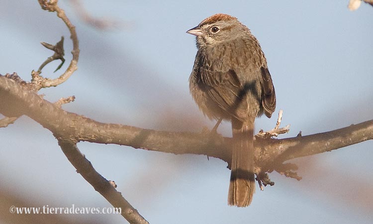 Photo (3): Rufous-crowned Sparrow