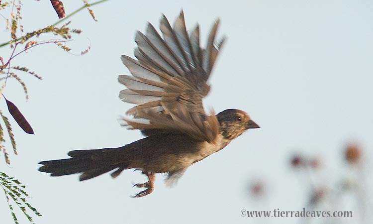 Photo (6): California Towhee