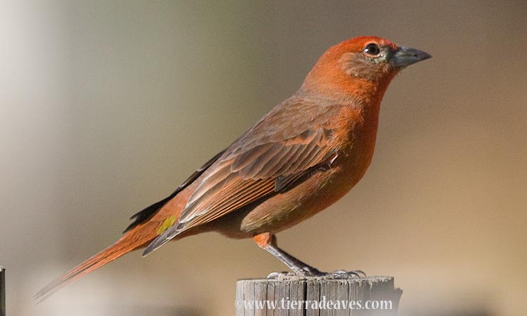 Photo (14): Hepatic Tanager