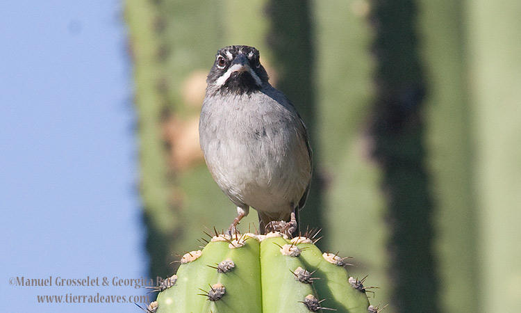 Photo (2): Bridled Sparrow