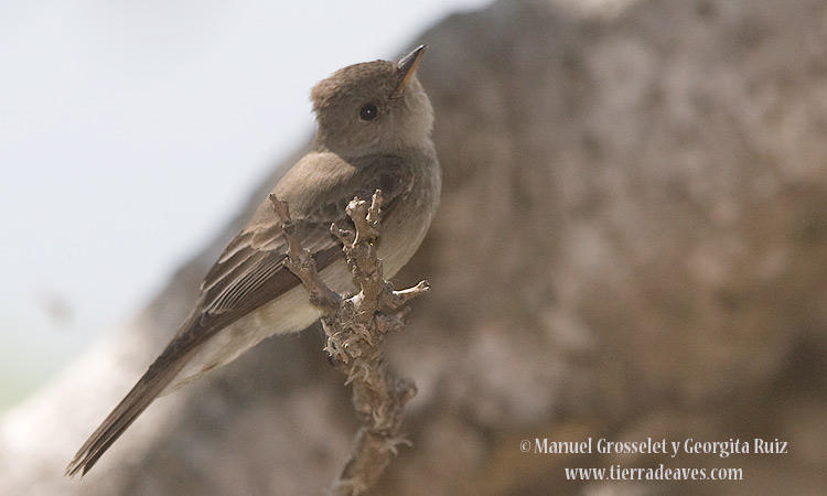 Photo (4): Western Wood-Pewee