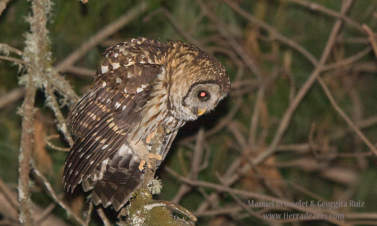 Photo (1): Fulvous Owl