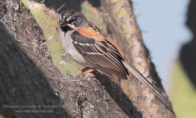 Photo (1): Bridled Sparrow