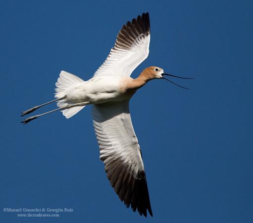 Photo (2): American Avocet