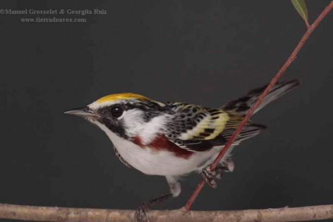 Photo (5): Chestnut-sided Warbler