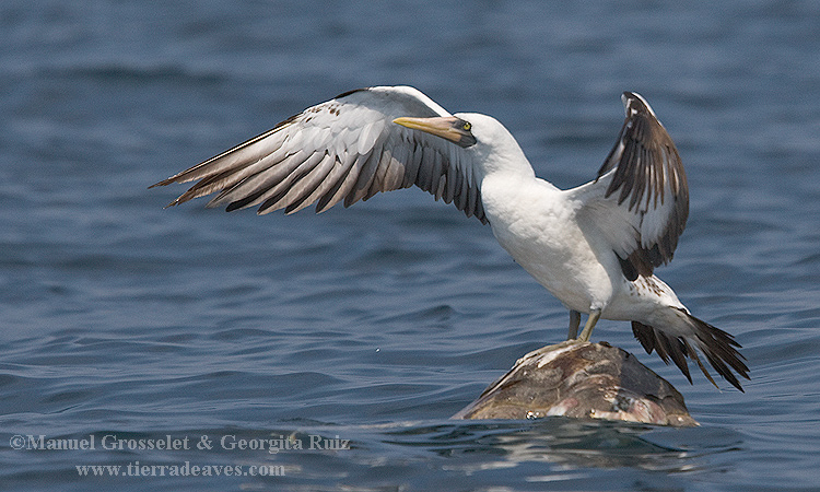 Photo (5): Masked Booby