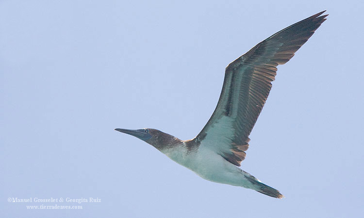 Photo (22): Blue-footed Booby
