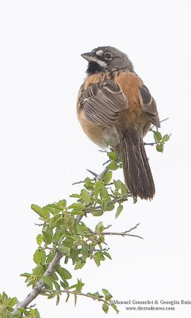 Photo (3): Bridled Sparrow
