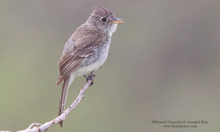 Photo (1): Pileated Flycatcher