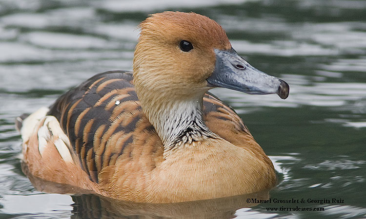 Photo (1): Fulvous Whistling-Duck