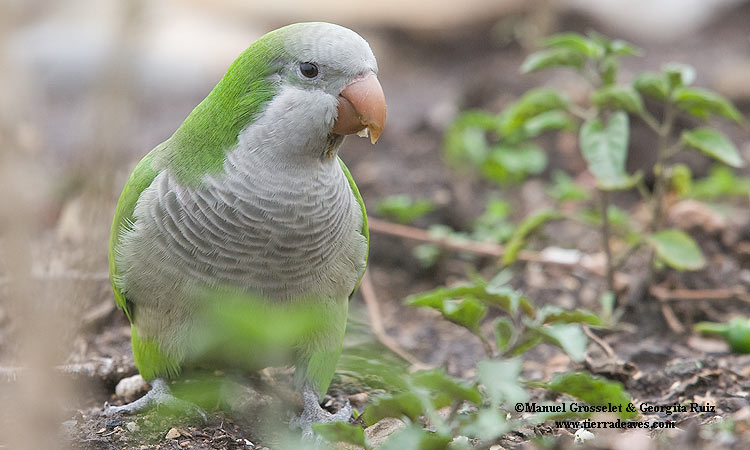 Photo (1): Monk Parakeet