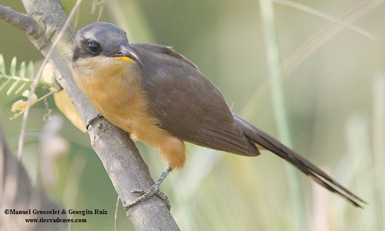 Photo (1): Mangrove Cuckoo