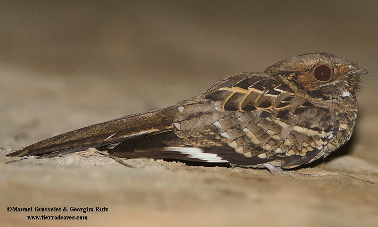 Photo (11): Common Pauraque