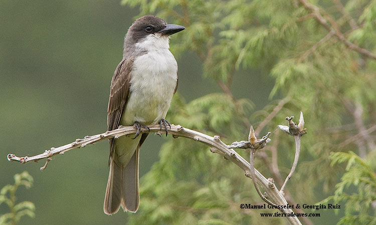 Photo (1): Thick-billed Kingbird
