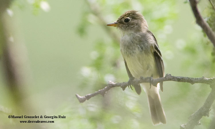 Photo (5): Gray Flycatcher
