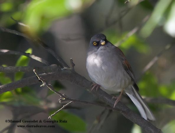 Photo (1): Yellow-eyed Junco