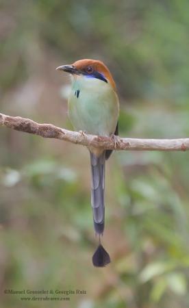 Photo (1): Russet-crowned Motmot