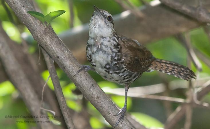Photo (2): Banded Wren