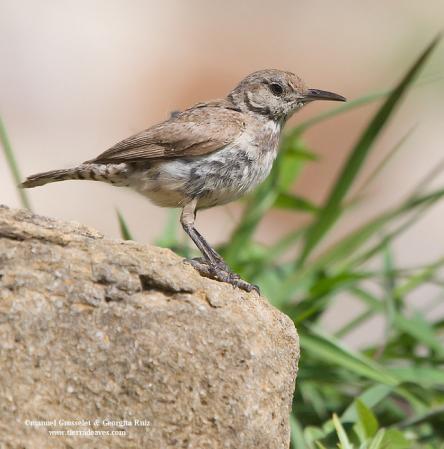 Photo (9): Rock Wren