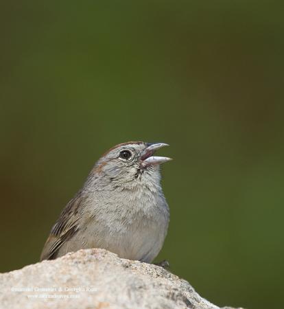 Photo (5): Rufous-crowned Sparrow