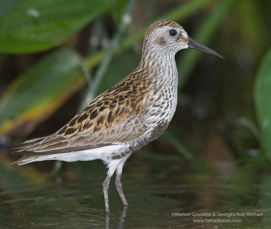 Photo (1): Dunlin