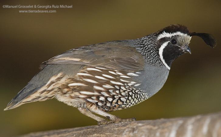 Photo (14): California Quail