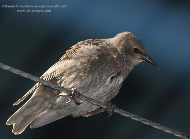 Photo (26): European Starling