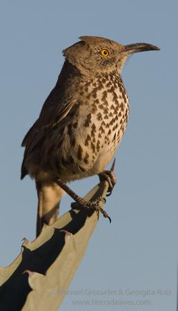 Photo (1): Gray Thrasher