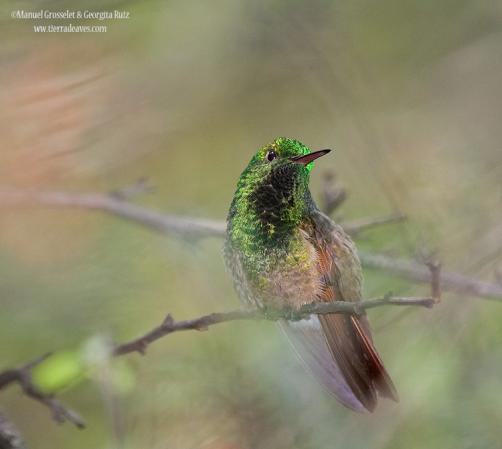Photo (1): Berylline Hummingbird