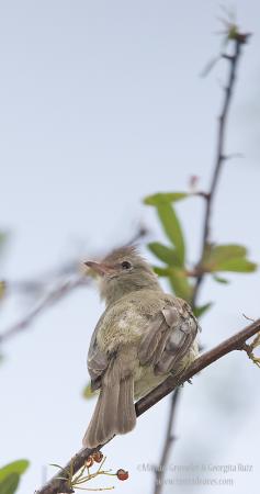 Photo (5): Northern Beardless-Tyrannulet