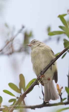 Photo (6): Northern Beardless-Tyrannulet
