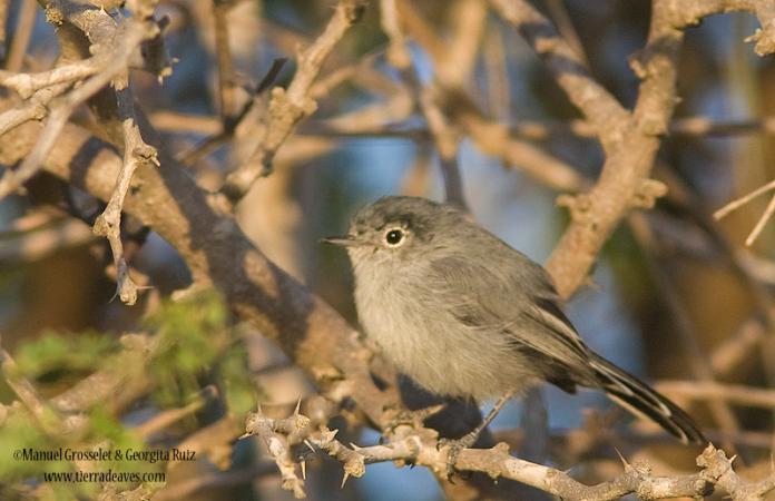 Photo (3): California Gnatcatcher