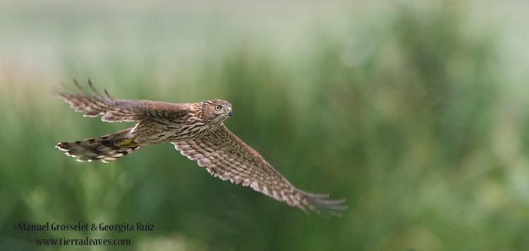 Photo (13): Cooper's Hawk