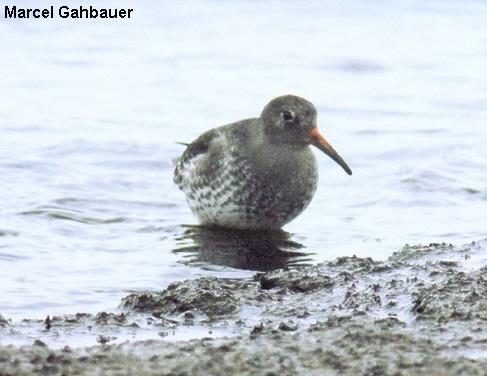 Photo (12): Purple Sandpiper