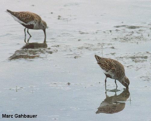 Photo (10): Dunlin