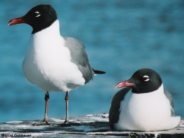 Photo (5): Laughing Gull