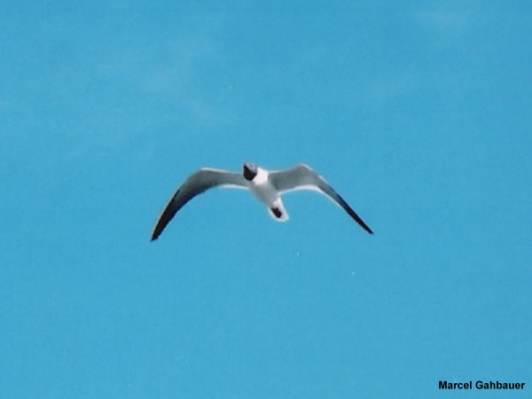 Photo (15): Laughing Gull