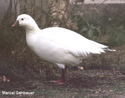 Photo (18): Ross's Goose