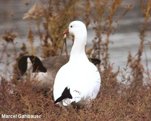 Photo (16): Ross's Goose