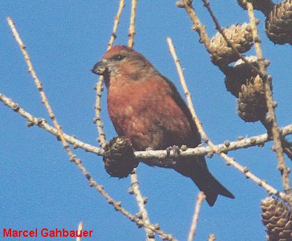Photo (11): Red Crossbill