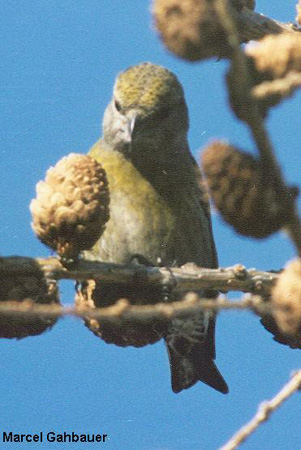 Photo (8): Red Crossbill