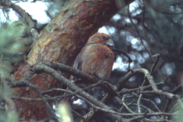 Photo (19): Red Crossbill