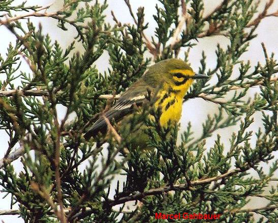 Photo (3): Prairie Warbler