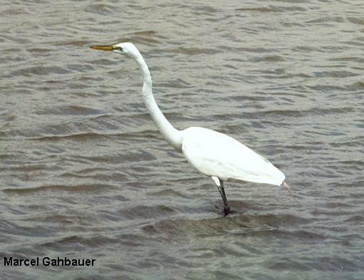 Photo (16): Great Egret