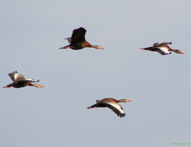 Photo (2): Black-bellied Whistling-Duck