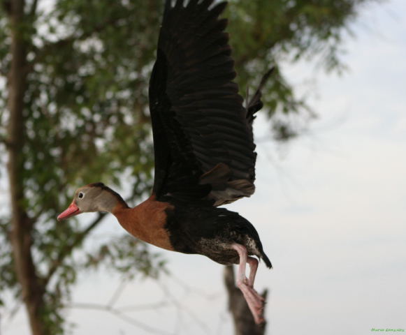 Photo (9): Black-bellied Whistling-Duck