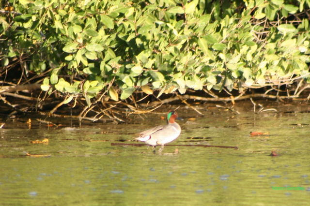 Photo (23): Green-winged Teal