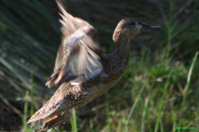 Photo (20): Blue-winged Teal